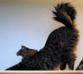 /album/fotogaleria/norwegian-forestc-cat-frodo-von-der-biese-faustenator-jpg/